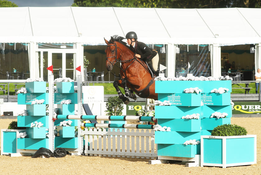 Showjumping Horse For Sale